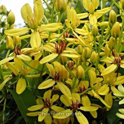 গ্যালফিমিয়া ক্রিপার