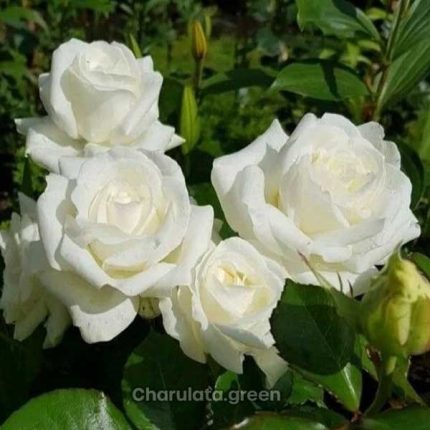 সাদা গোলাপ