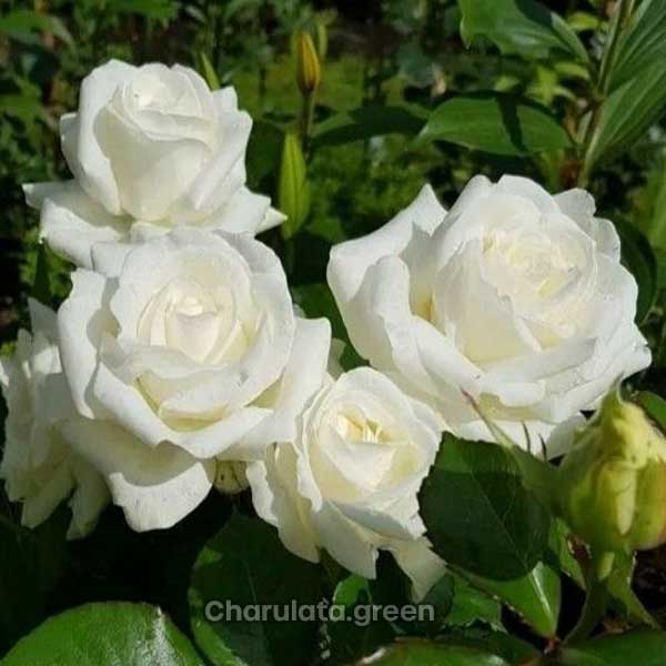 white-rose সাদা গোলাপ