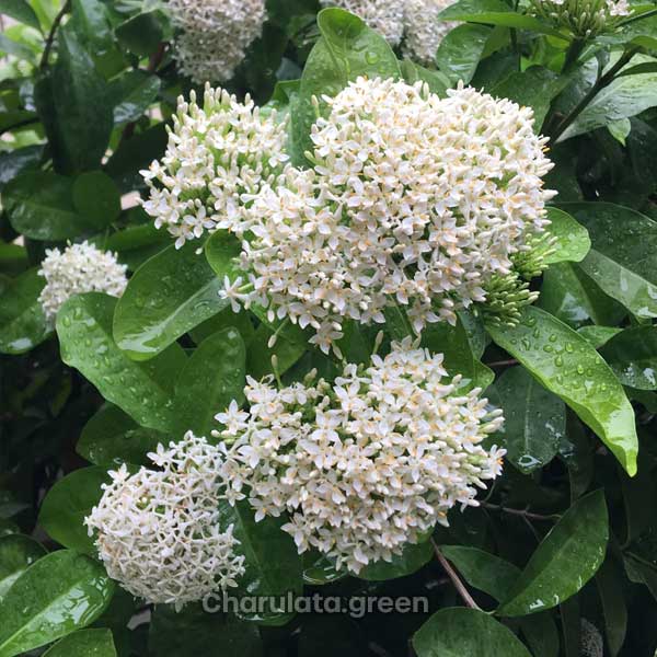 White-Ixora সাদা রঙ্গন