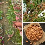 almond