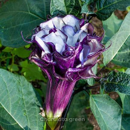 এঞ্জেল ট্র্যাম্পেড