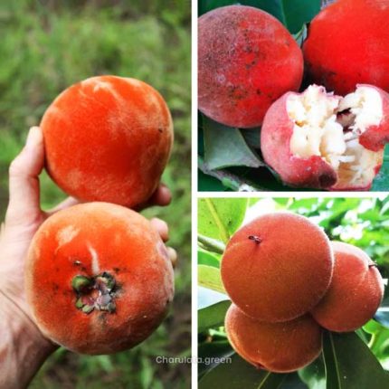 বিলাতি গাব