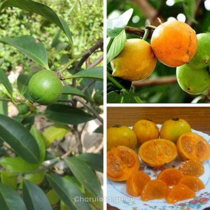 কাউফল