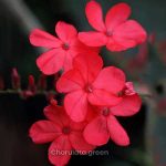 লাল চিতা