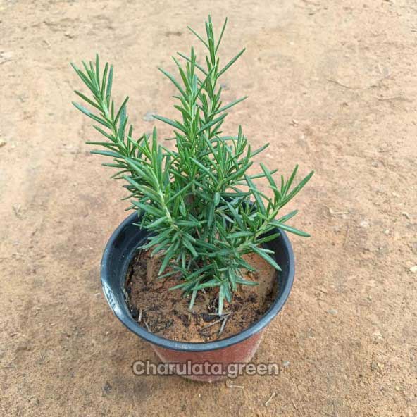 rosemary রোজমেরি