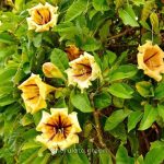 সোলান্ডা ফুল - Image 2