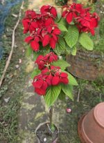 ডাবল প্যাটেল লাল মুসেন্ডা