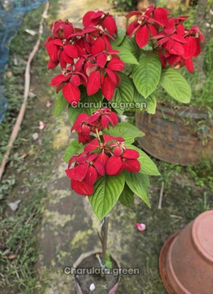 ডাবল প্যাটেল লাল মুসেন্ডা