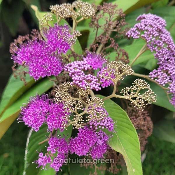 beautyberry2 বিউটি বেরি