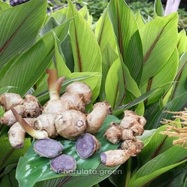black-turmeric কালো হলুদ