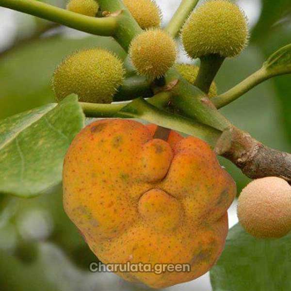dewa-fruit ডেওয়া