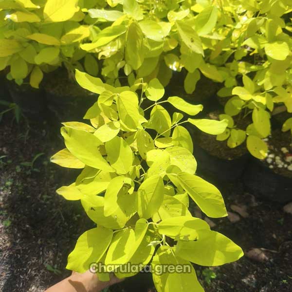 golden-desmodium2 গোল্ডেন ডেসমোডিয়াম