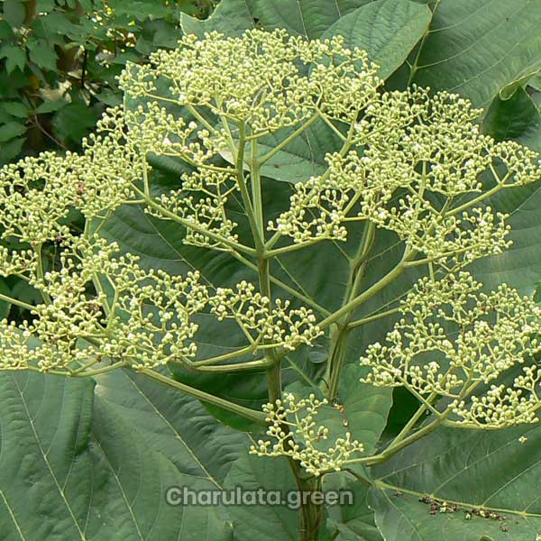 leea-macrophylla ঢোলসমুদ্র
