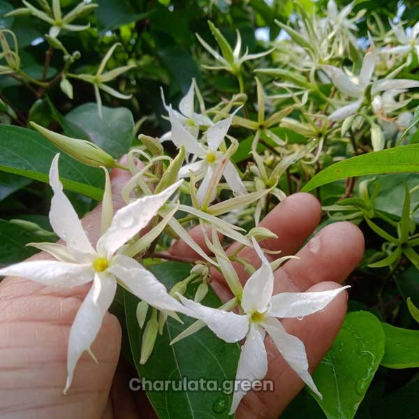 maloti মালতী লতা