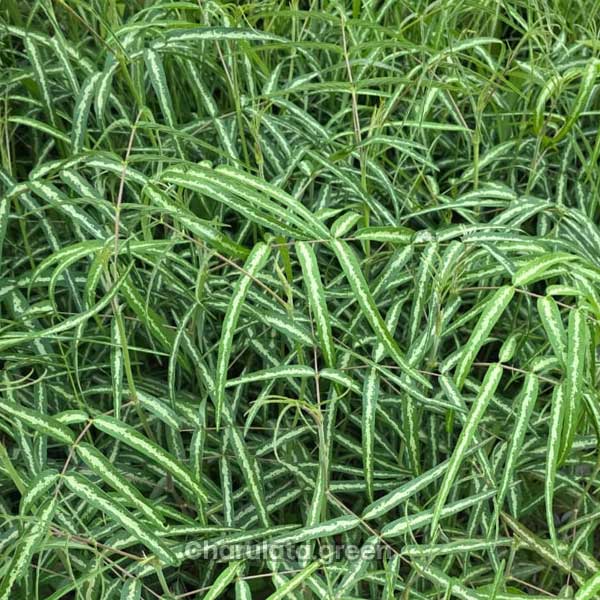 rahu রাহু চন্ডাল গাছ