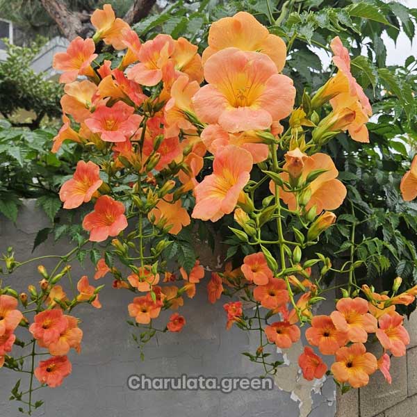trumpet-vine ট্রাম্পেট ভাইন